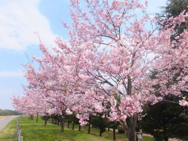 3月30日(日) 14:00〜みかも山公園、予約25名突破、男女あと1名