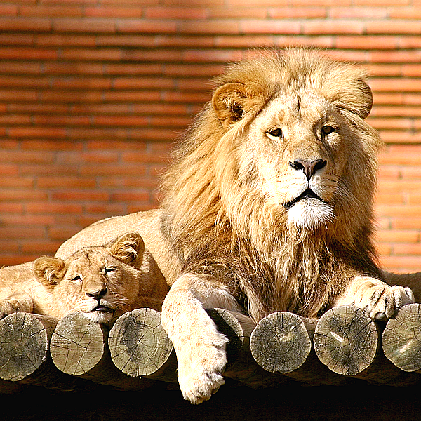 3月29日(日) 19:45～宇都宮動物園　女性21名満員、男性あと2名